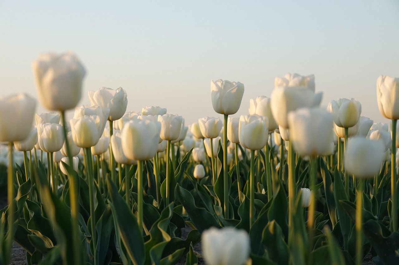 tulips-5104497_1280
